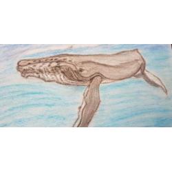 Tekening Bultrug en duiker.