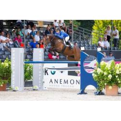 8-jarige springtopper, merrie, 1.40m springen geklasseerd