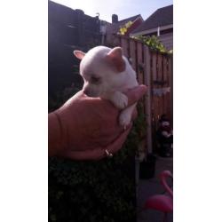 te koop Chihuahua's pups kort harig