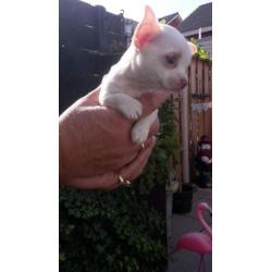 te koop Chihuahua's pups kort harig