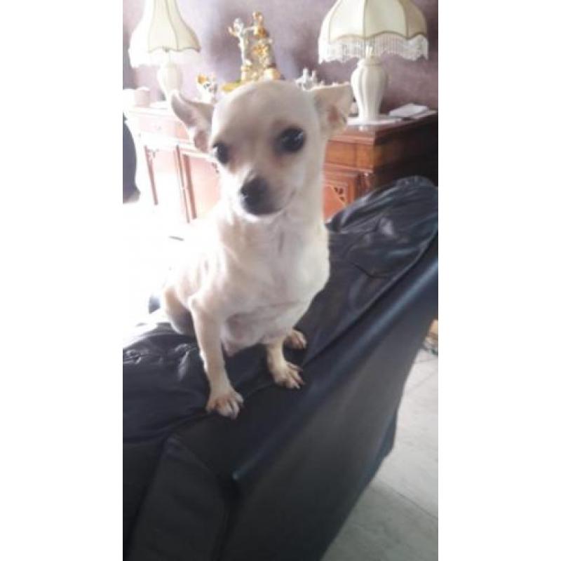te koop Chihuahua's pups kort harig