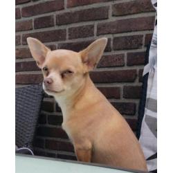 te koop Chihuahua's pups kort harig